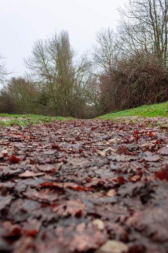 #1#chemin sur lit de feuilles