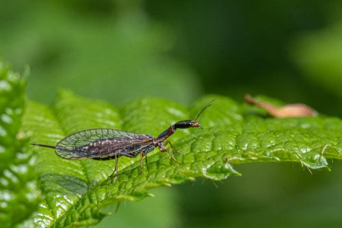Gilbert coussy#mouche serpent femelle