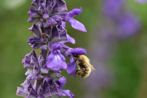 #13#le nez dans le pollen