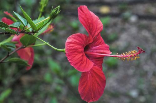 Nicole-fleur hibiscus