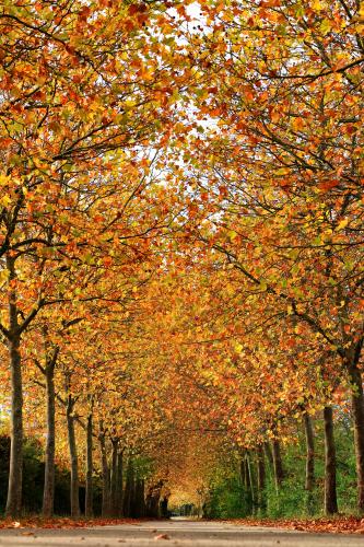 #2#feuilles de carottes