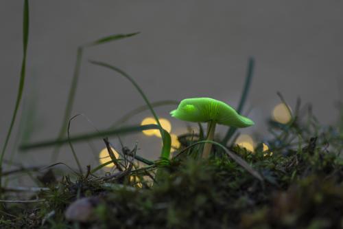 #20#l'automne à tchernobil