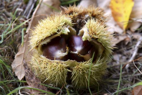 #32#trio de châtaignes
