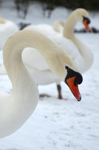 Christine roland#cygnes particuliers