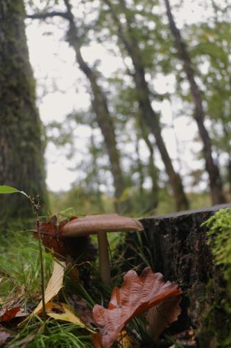 #5# au ras des champignons