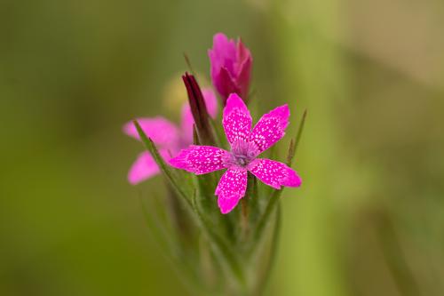 Mai#gilbert# fleurs