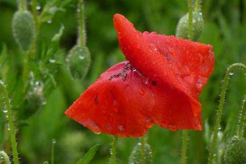 #7#coquelicot aprés la pluie