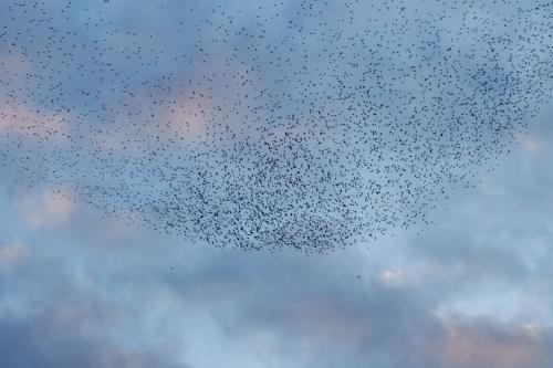 #7#murmurations