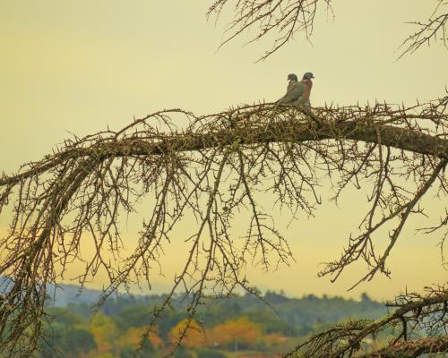 #8#automne en couple
