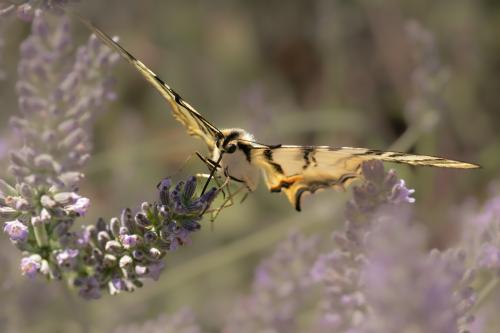 Machaon